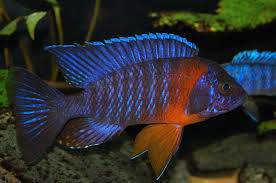 Aulonocara hansbaenschi red flash 5-6 cm